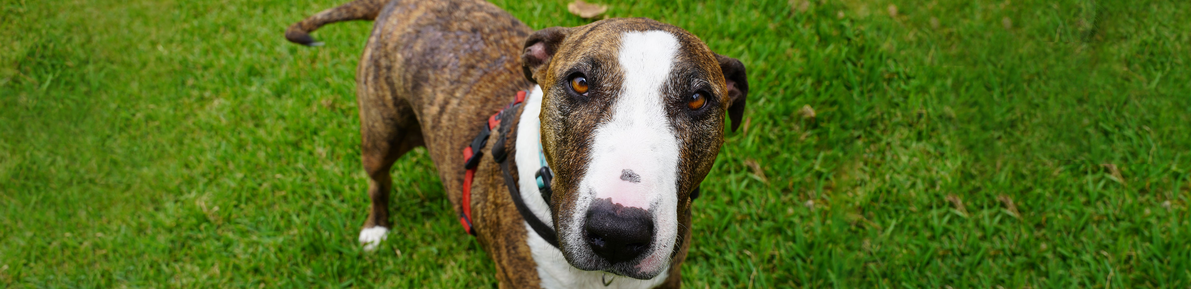 RSPCA Queensland rescue dog Ellie, a Bull Terrier mix stands on grass